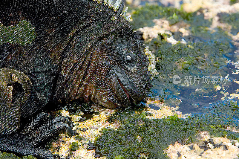 加拉帕戈斯海鬣蜥，Amblyrhynchus cristatus mertensi;埃加斯港，詹姆斯岛，圣地亚哥岛，圣地亚哥岛，加拉帕戈斯群岛国家公园，厄瓜多尔。以海藻为食。